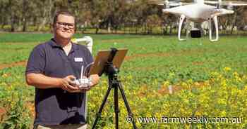 Solving a weevil mystery