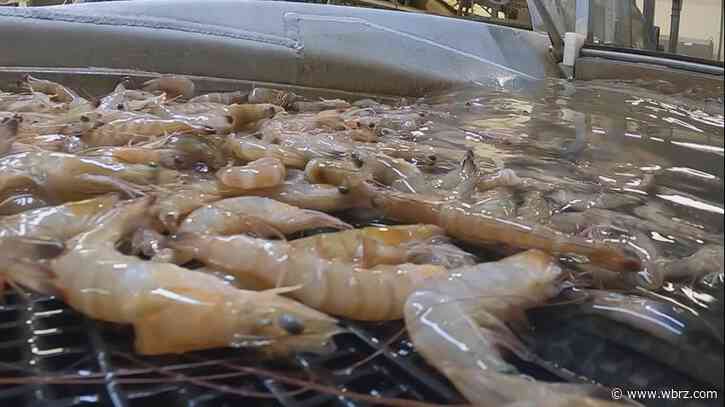 Lawmakers taking action to protect state's seafood industry