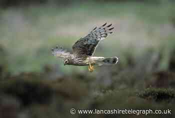 Hen Harrier tagged in Forest of Bowland disappears