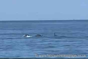 Watch: Pod of dolphins spotted in the sea near Fleetwood
