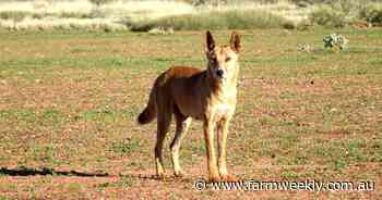 Dingo responsible for child attacks at national park destroyed