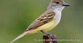 The beautiful and acrobatic ash-throated flycatcher prefers shade
