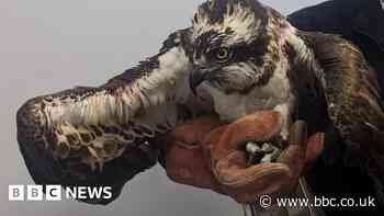 Osprey put down after being shot with airgun in Washington