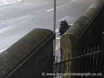 Police appeal: CCTV footage of Nelson robbery suspect