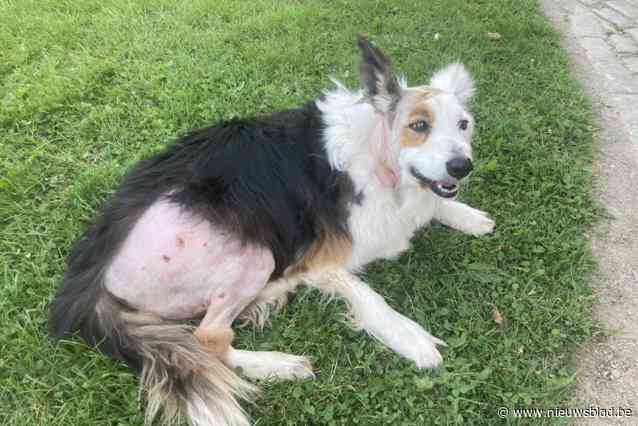 Familie slachtoffer bijtincident roept op om klacht in te dienen bij gemeente tegen gevaarlijke toestand rond Millegempad