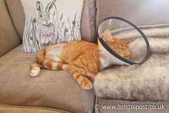 Cat tears back legs to the bone after getting caught on barbed wire