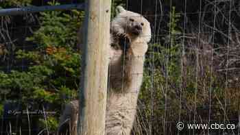 Parks Canada looking to put a stop to platinum-blonde bear acrobatics