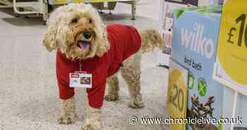 Call out for North East dogs to become 'paw managers' at Wilko shops