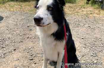 POL-HOM: Fundhund in Bexbach - Rothmühle