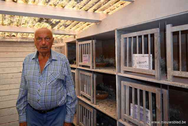 Eric (84) ontredderd nadat dieven meer dan 30 duiven stelen, waaronder Belgisch kampioen: “Ik vrees dat ik ze nooit meer terugzie”