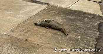 Seal gets a cheer after fears it was stranded near The Deep
