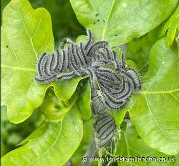 Warning over dangerous caterpillars on Hampstead Heath
