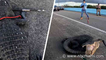 Trappers remove massive 10-foot gator at the 18-Mile-Stretch near Key Largo