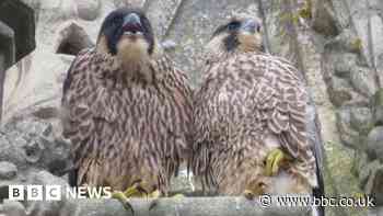 Cambridge peregrine chicks fly successfully after hitting street