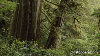 How to Find and Photograph Small Details in Landscape Photography