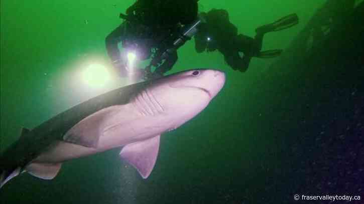 Vancouver Island scuba divers spot sixgill shark in rare shallow-water sighting