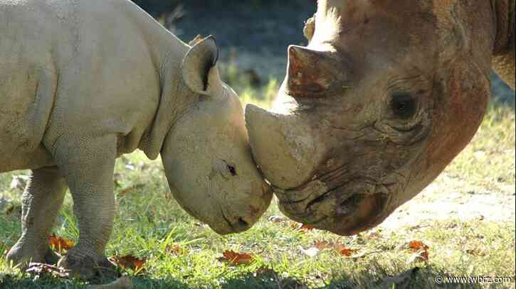 35-year-old Black Rhino died at Baton Rouge Zoo, caretakers say old age was factor in poor health