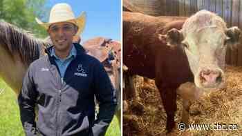 'It was pretty hairy,' says cowboy who lassoed a rogue steer on a Michigan highway