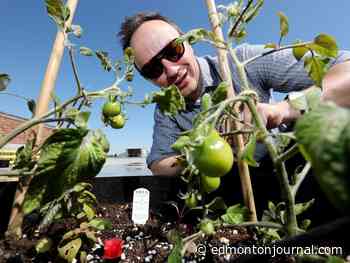 Rooftop garden at Kingsway Mall to grow produce for Edmonton's Food Bank