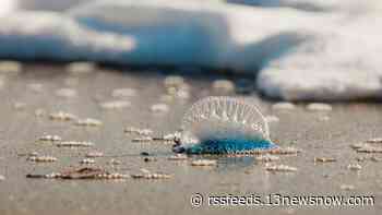 Portuguese man o' wars could be lurking in local waters