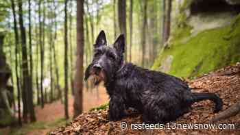 Health officials look for dog who bit person in Newport News