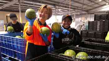 Influx of foreign workers helps growers and towns 'starting to really feel alive'