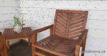 Grasshoppers and mosquitoes emerge in southern Alberta