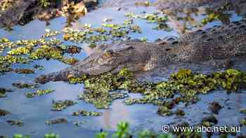 Tourism operators dismayed as key Kakadu sites kept closed by crocodiles