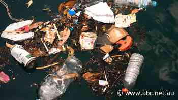 'Staggering' fall in plastic bags polluting Sydney Harbour — but there's still much to do