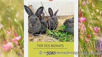 Süße Kaninchenbande sucht in Wolfsburg ein Zuhause