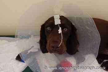 Darwen woman’s warning after dog contracts deadly parvovirus