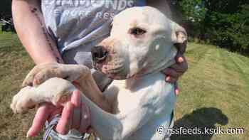 'We need stronger animal cruelty laws' | Dogs rescued from Bootheel, Missouri pound receiving care in St. Louis