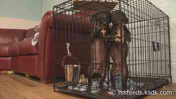 'We're over capacity' | St. Louis animal adoption center looks to old city jail to expand