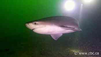 Scuba divers in awe as deep-water shark ends up in shallow Vancouver Island waters
