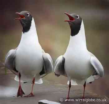 A dozen perfect pairs and dynamic duos pictured across Wirral