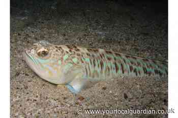 UK dog owners and swimmers warned about poisonous fish