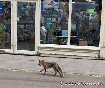 Fox wanders through York city centre  - amazing  photo