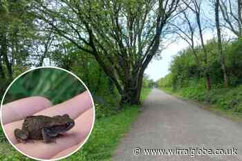 Wirral Way improvements helping wildlife 'thrive'