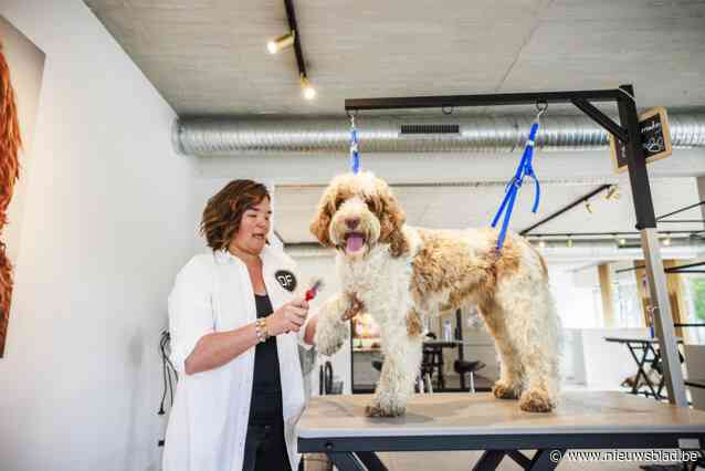 Ondanks populariteit van doodles, weinig kennis over hun verzorging:  “Een vervilte vacht veroorzaakt enorm veel pijn”