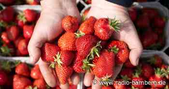 Günstige Erdbeeren in Hülle und Fülle? Das war einmal