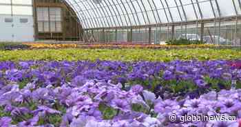 30,000 flowers to be planted in Regina’s Queen Elizabeth II Garden
