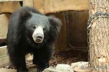 Neues Zuhause für die Lippenbären