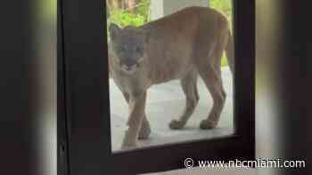 Video shows panther lurking outside woman's Southwest Florida home 