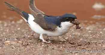Landkreis Coburg: Für Schwalbennester - Naturschutzverband bittet, Lehmpfützen anzulegen