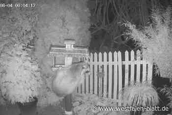 Herford: Kamera überführt Futterdieb