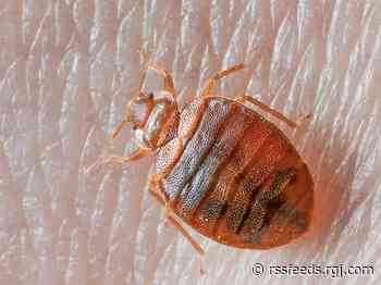 Potentially record summer travel + low housekeeping staff = bed bug nightmares