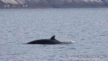 Zwergwal stirbt in Forschungsanlage in Norwegen