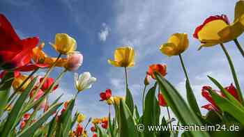 Chaos auf der Landesgartenschau: 25.000 Blumenzwiebeln regelrecht geplündert