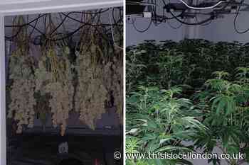 Two arrested after police find huge amounts of cannabis