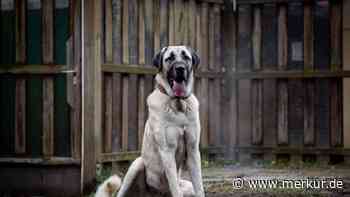 Aus schlechter Haltung im Tierheim gelandet: „Muss Alfi wirklich hier alt werden?“